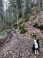 Hundeauslaufgebiet-Von Spalt durch die Massendorfer Schlucht-Bild