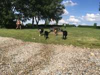 Hundeauslaufgebiet-Hundestrand und Hundeplatz am Altmühlsee bei Schlungenhof-Bild