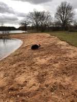 Hundeauslaufgebiet-Kleiner Brommbachsee-Bild