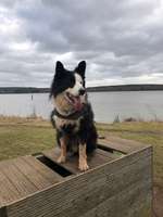 Hundeauslaufgebiet-Kleiner Brommbachsee-Bild