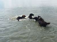 Hundeauslaufgebiet-Hundestrand und Hundeplatz am Altmühlsee bei Schlungenhof-Bild