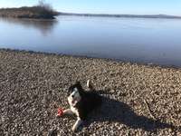 Hundeauslaufgebiet-Hundestrand und Hundeplatz am Altmühlsee bei Schlungenhof-Bild