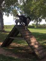 Hundeauslaufgebiet-Hundestrand und Hundeplatz am Altmühlsee bei Schlungenhof-Bild