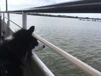 Hundeauslaufgebiet-Hundestrand und Hundeplatz am Altmühlsee bei Schlungenhof-Bild