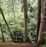 Hundeauslaufgebiet-Von Spalt durch die Massendorfer Schlucht-Bild