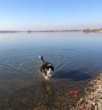 Hundeauslaufgebiet-Hundestrand und Hundeplatz am Altmühlsee bei Schlungenhof-Bild