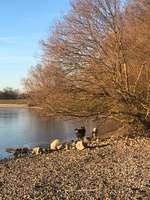 Hundeauslaufgebiet-Hundestrand und Hundeplatz am Altmühlsee bei Schlungenhof-Bild