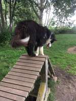 Hundeauslaufgebiet-Hundestrand und Hundeplatz am Altmühlsee bei Schlungenhof-Bild