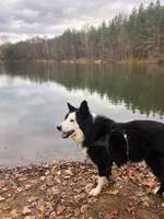 Hundeauslaufgebiet-Petersgmünder Weiher-Bild