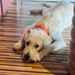 Unangenehme (Hunde)/ Halter-Beitrag-Bild