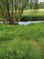 Hundeauslaufgebiet-Auslauf Glenne-Bild