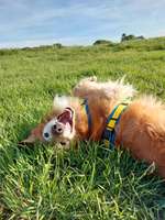 Fotosammlung: ,,Der natürliche Hund" Unbearbeitet, ungestellt und in Natura-Beitrag-Bild