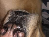 Blase an der Schnauze-Beitrag-Bild