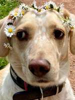 Suchmeldung-Feli-Bild