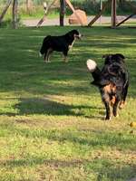 Hundeauslaufgebiet-Oldenburger Bruch-Bild