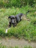 Suchmeldung-Leni-Bild