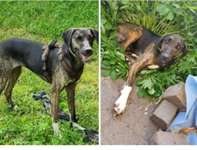 Suchmeldung-Leni-Bild