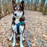 Ersteller:in Su Profilbild