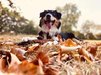 Herbst Bilder-Beitrag-Bild