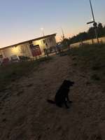 Hundeauslaufgebiet-Hundewiese Kelkheim Industriegebiet-Bild