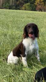 Suchmeldung-Chuck-Bild