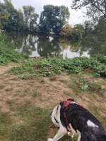 Hundeauslaufgebiet-Sindlinger Mainufer-Bild