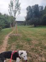 Hundeauslaufgebiet-Sindlinger Mainufer-Bild