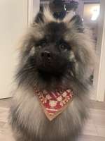 Leinenführigkeit: Halsband und Geschirr-Beitrag-Bild