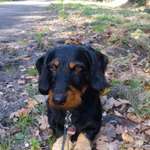 Ersteller:in Dackel Profilbild