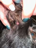 Pickel am Maul (entzündet)-Beitrag-Bild