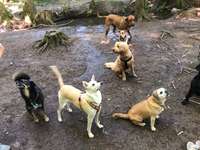 Hundeauslaufgebiet-Kräherwald / Ziegelwiese-Bild