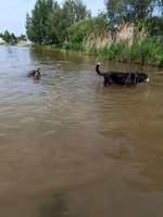 Hundeauslaufgebiet-Zum Bergwitzsee-Bild