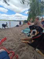 Hundeauslaufgebiet-Zum Bergwitzsee-Bild