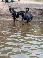 Hundeauslaufgebiet-Zum Bergwitzsee-Bild