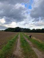 Hundeauslaufgebiet-Die Rörtherbach Runde-Bild