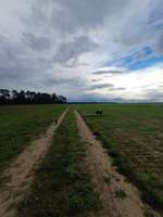 Hundeauslaufgebiet-Die Rörtherbach Runde-Bild