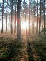 Hundeauslaufgebiet-Die Rörtherbach Runde-Bild