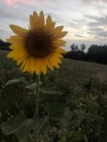 Hundeauslaufgebiet-Heubach-Böbingen-Bild