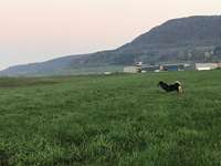 Hundeauslaufgebiet-Heubach-Böbingen-Bild