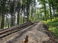 Hundeauslaufgebiet-Kolbenhof/Forst-Bild