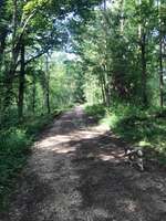 Hundeauslaufgebiet-Kolbenhof/Forst-Bild