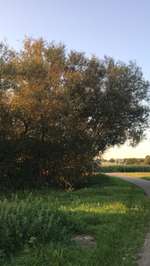 Hundeauslaufgebiet-Heubach-Böbingen-Bild