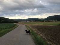 Hundeauslaufgebiet-Heubach-Böbingen-Bild