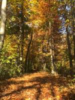 Hundeauslaufgebiet-Heubach-Böbingen-Bild