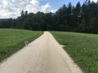 Hundeauslaufgebiet-Kolbenhof/Forst-Bild