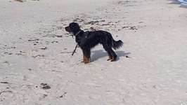 Gordon Setter - Freunde-Beitrag-Bild