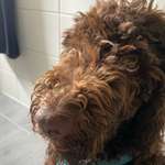 Ersteller:in Wiebke Profilbild