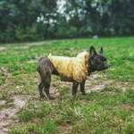 Hundeauslaufgebiet-Hundewiese Oer-erkenschwick-Bild