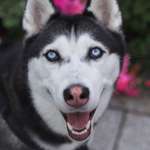 Ersteller:in Lisa Profilbild