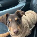 4,5 Monater alte Welpe aus dem Tierschutz-Beitrag-Bild